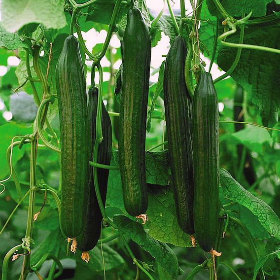 Cucumber Seeds - Carmen F1