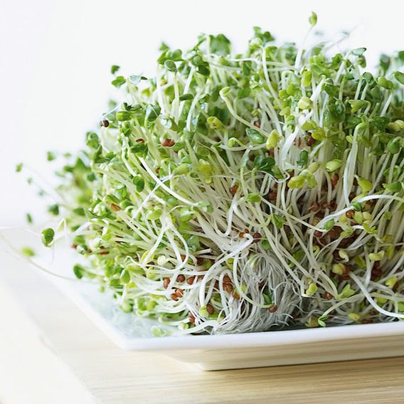 Alfalfa - Seeds