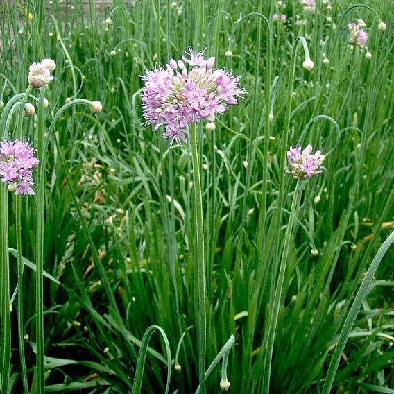 Edible Allium Seeds - Quattro F1