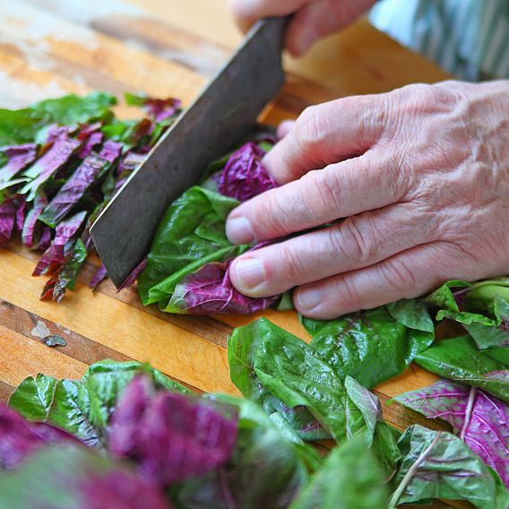 Leaf Salad 'Amaranth Superfood Salad Mix' - Seeds