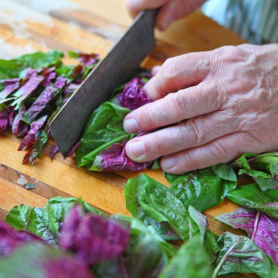 Leaf Salad Seeds - Amaranth Superfood Salad Mix