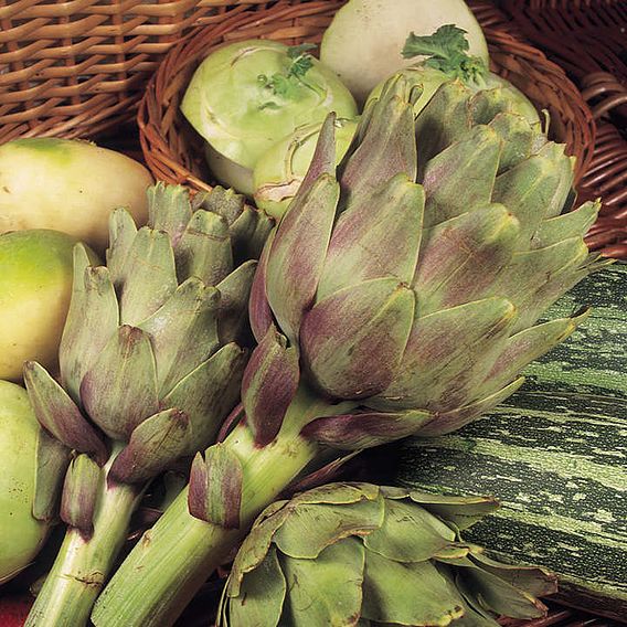 Globe Artichoke Duo