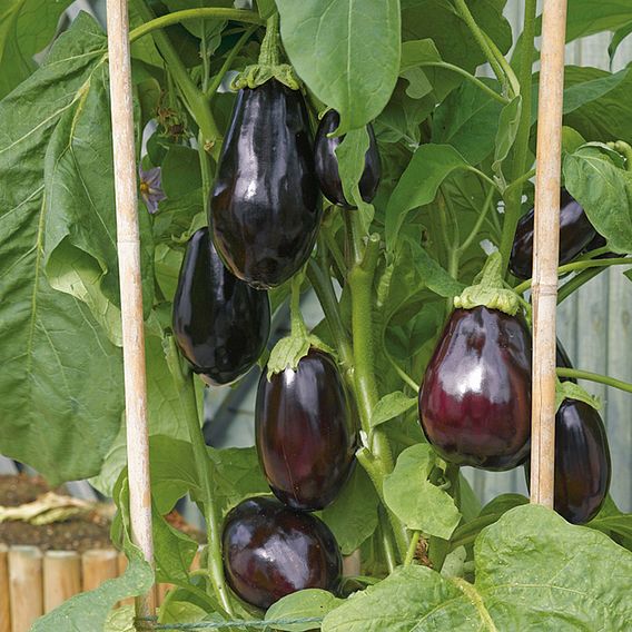 Aubergine Bonica F1 Seeds