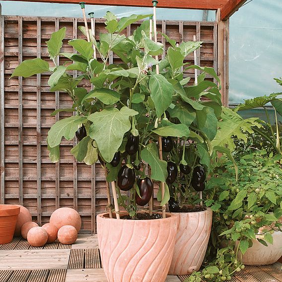 Aubergine 'Bonica' F1 - Seeds