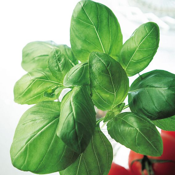 Basil 'Sweet Basil' - Seeds