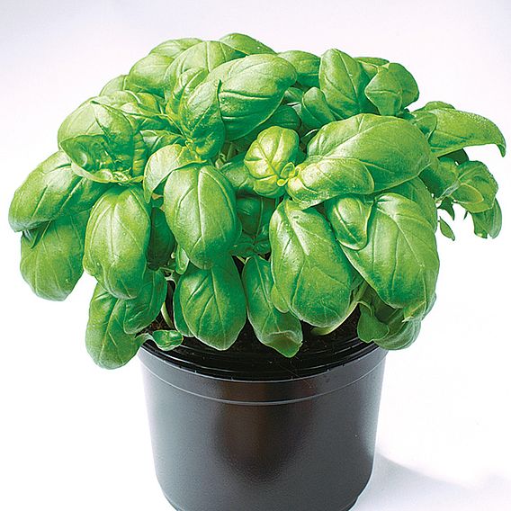 Basil 'Gecofure' - Seeds