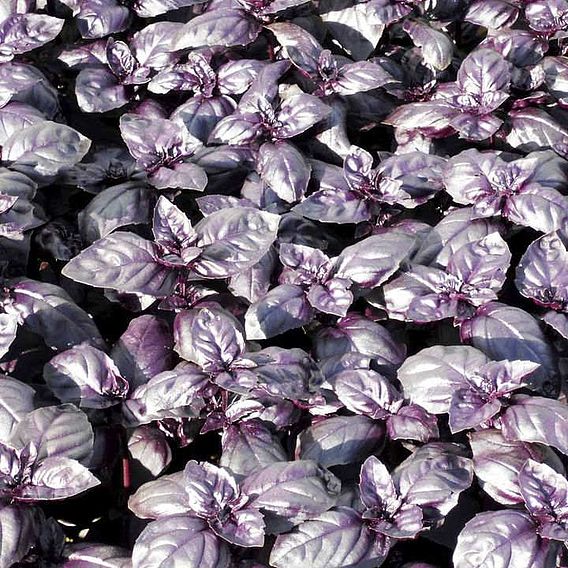 Basil 'Summer Surprise' - Seeds