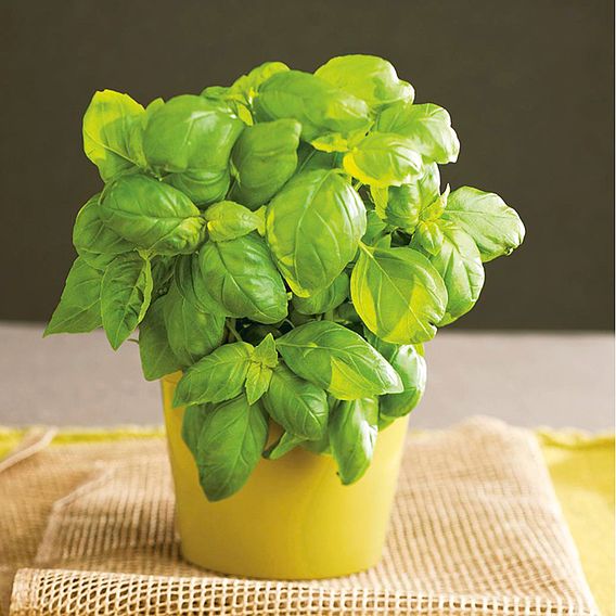 Basil 'Gecofure' - Seeds