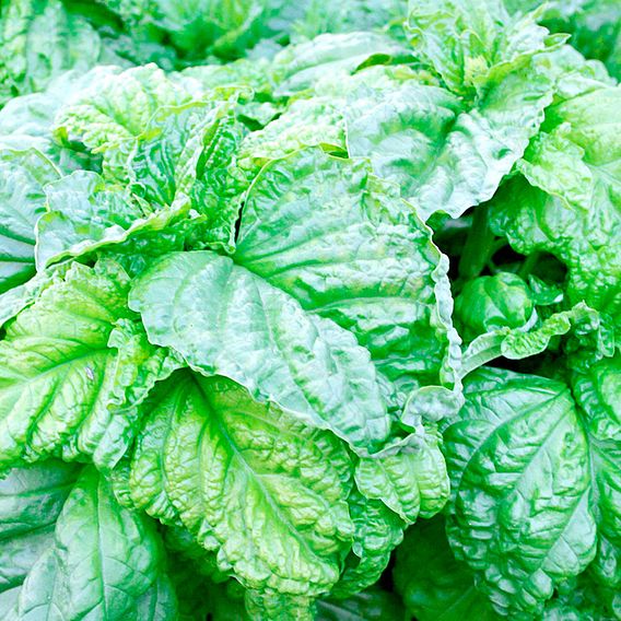 Basil 'Lettuce Leaf' - Seeds