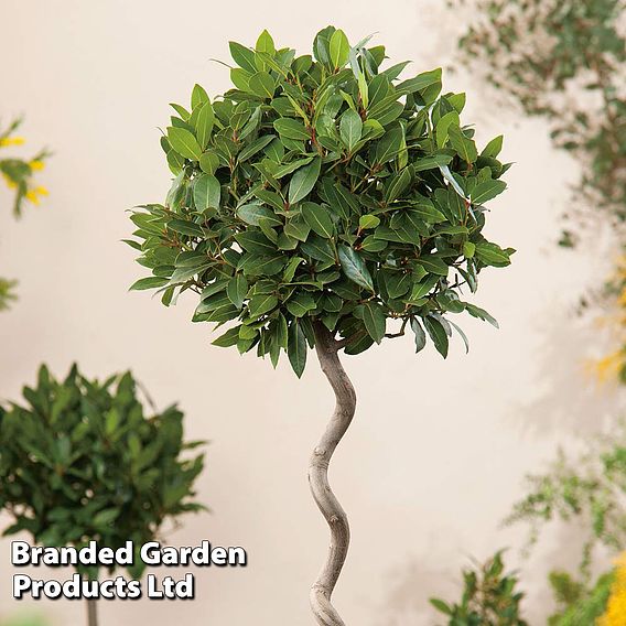 Bay Tree Spiral Stem