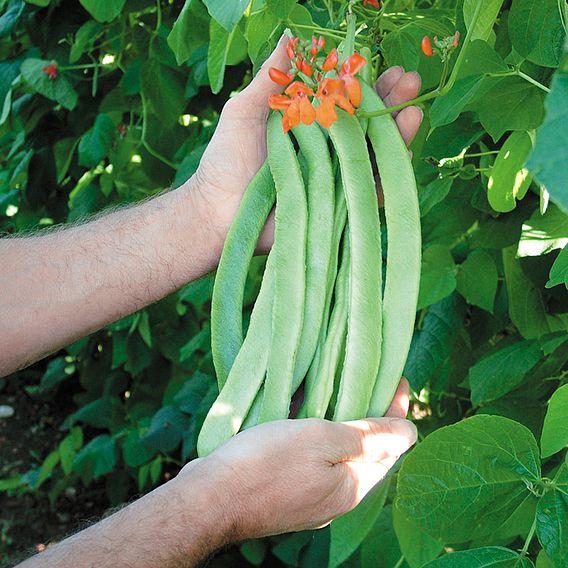 Runner Bean Seeds - Enorma