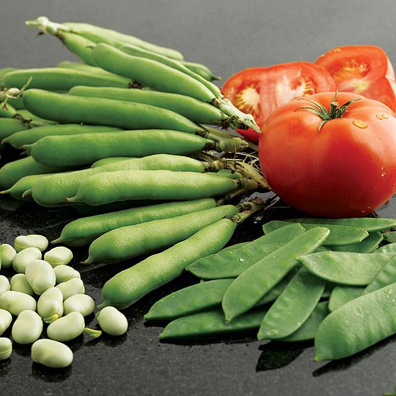 Broad Bean 'Listra' - Seeds