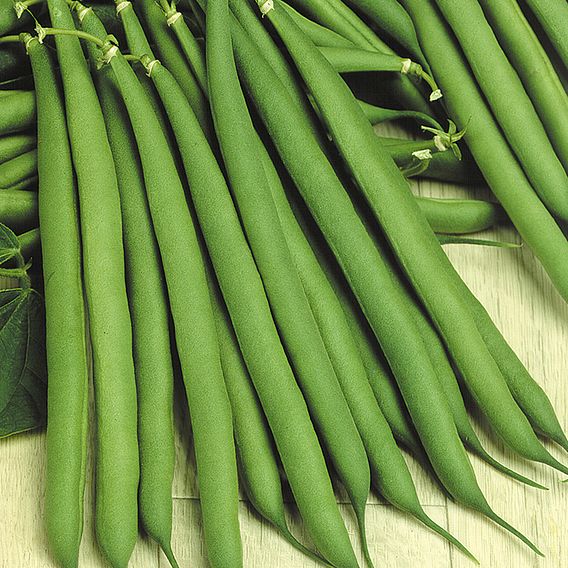 Dwarf French Bean 'Stanley' - Seeds