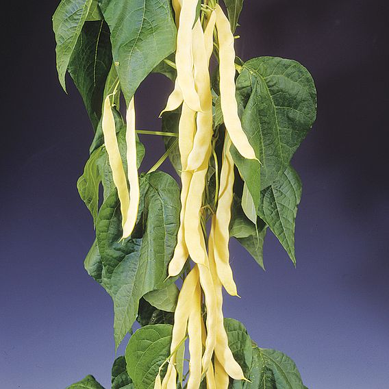 Bean (Climbing French) Seeds - Golden Gate