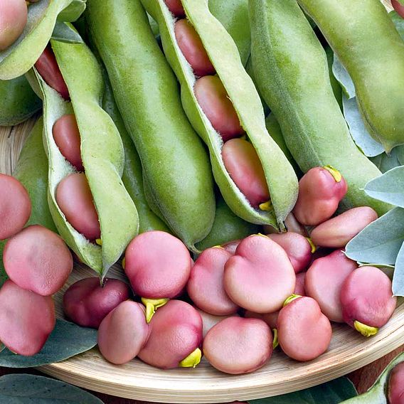 Broad Bean 'Karmazyn' - Seeds
