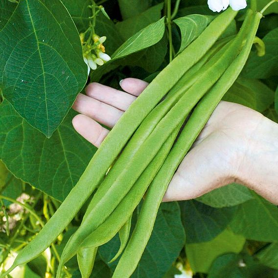 Runner Bean Seeds - Moonlight  Bulk Pack