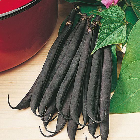 Dwarf French Bean 'Purple Teepee' - Seeds
