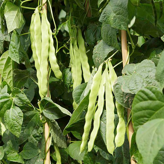 Climbing French Bean 'Algarve' - Seeds