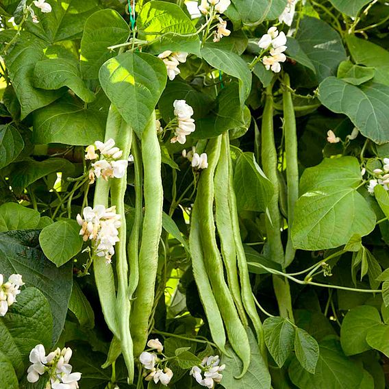 Runner Bean - Mergoles