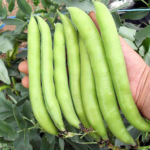 Broad Bean 'Luz de Otono' - Seeds