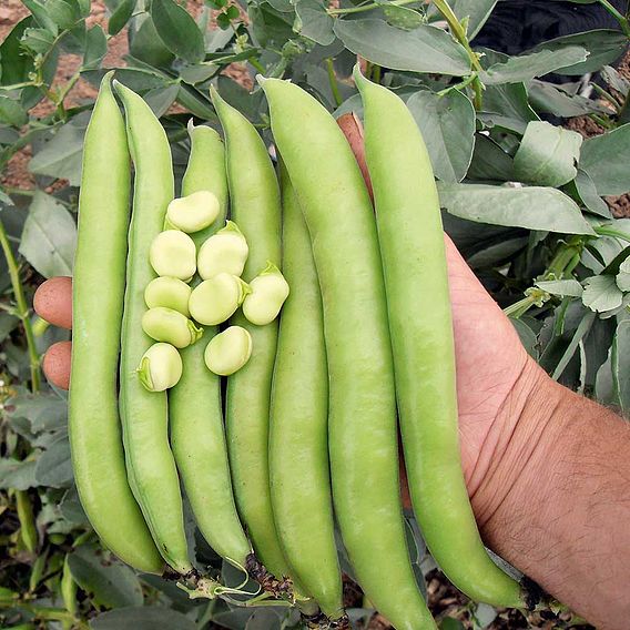 Bean Broad Plants - Luz de Otono