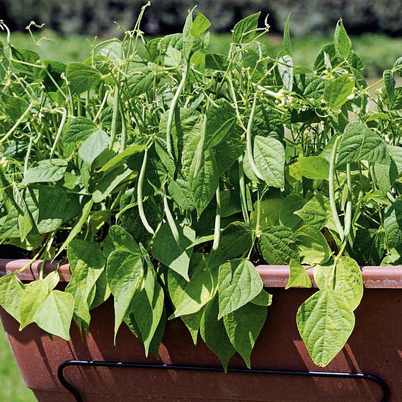 Dwarf French Bean 'Mascotte' - Seeds