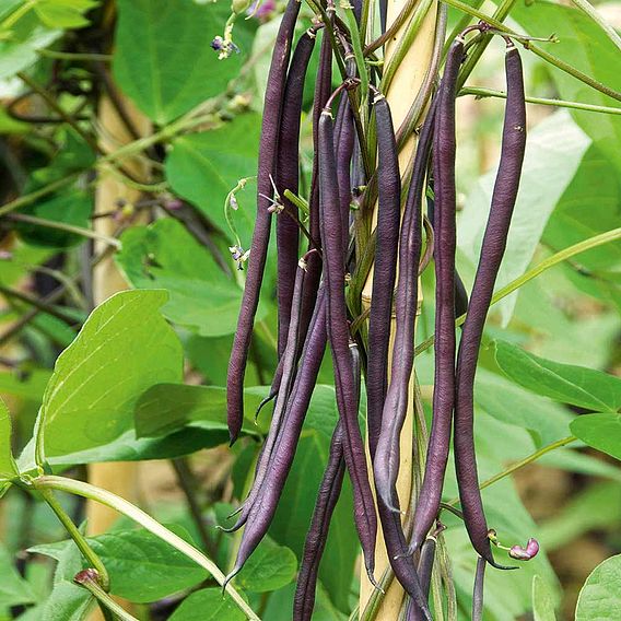 Climbing French Bean Seed - Carminat