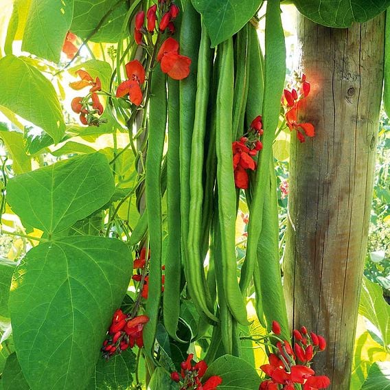 Runner Bean Seeds - Super Mix