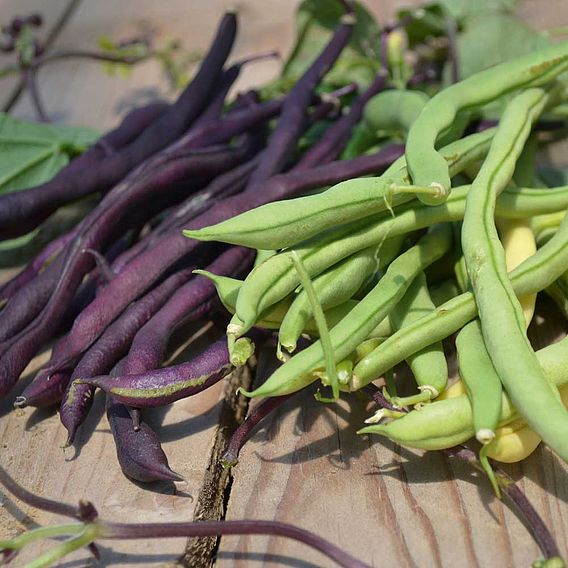 Climbing French Bean Seeds - Mix