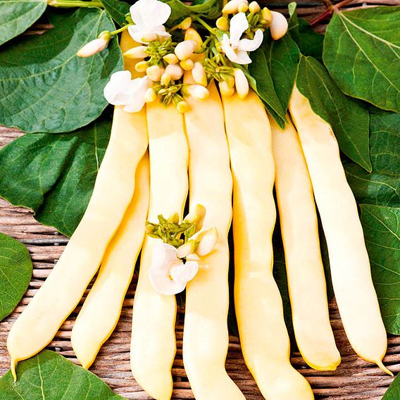 Climbing French Bean 'Golden Gate' - Seeds