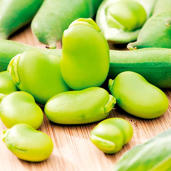 Broad Bean 'Imperial Green Longpod' - Seeds