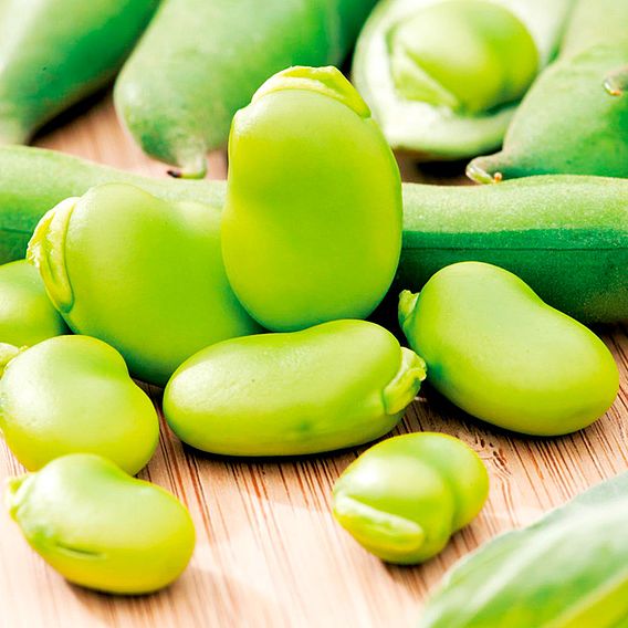 Broad Bean Seeds - Imperial Green Longpod