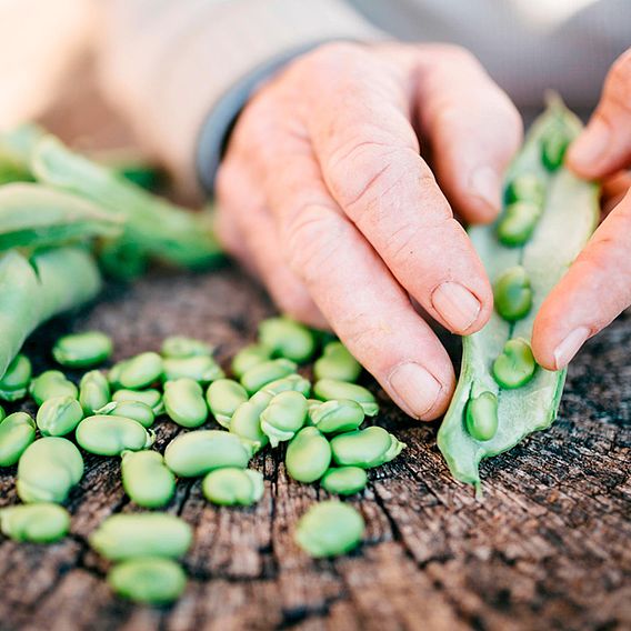 Broad Bean 'Imperial Green Longpod' - Seeds