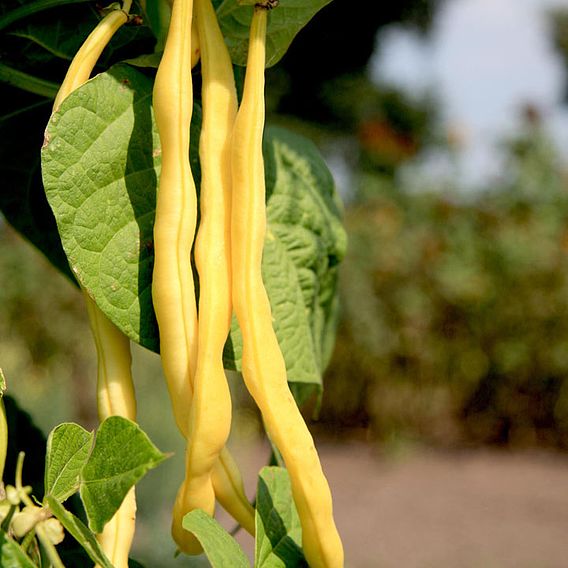 Climbing French Bean 'Neckargold' - Organic Seeds