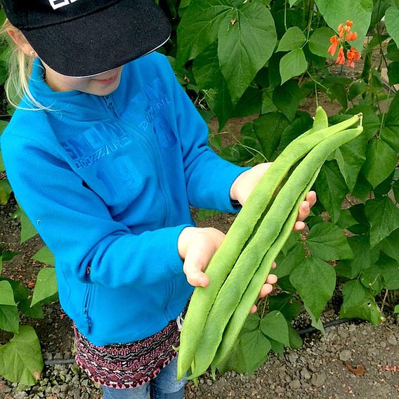 Bean (Runner) Seeds - Guinness Record