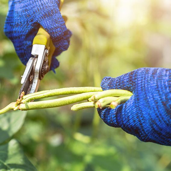 Bean 'Yard Long Bean' - Seeds