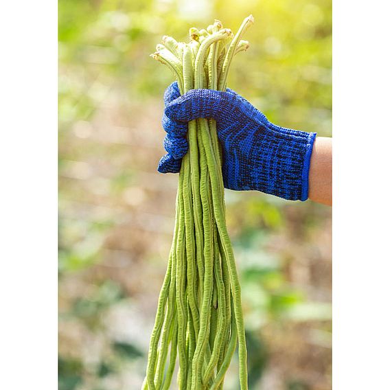 Bean 'Yard Long Bean' - Seeds