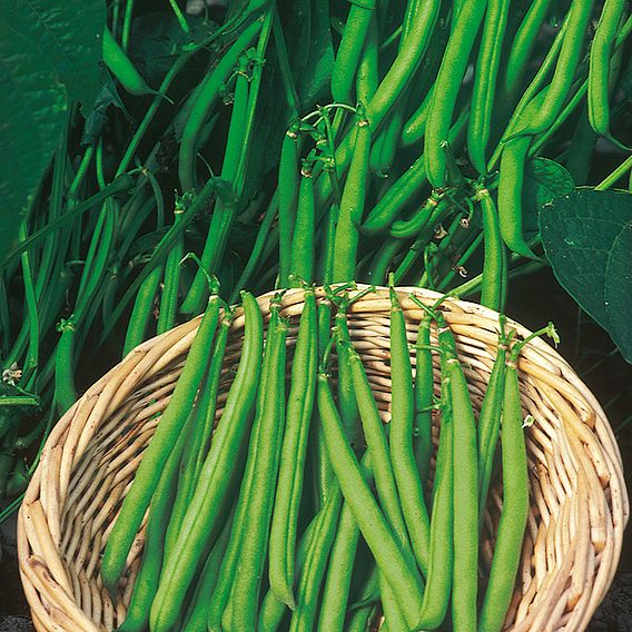 Dwarf French Bean Seeds - Ferrari