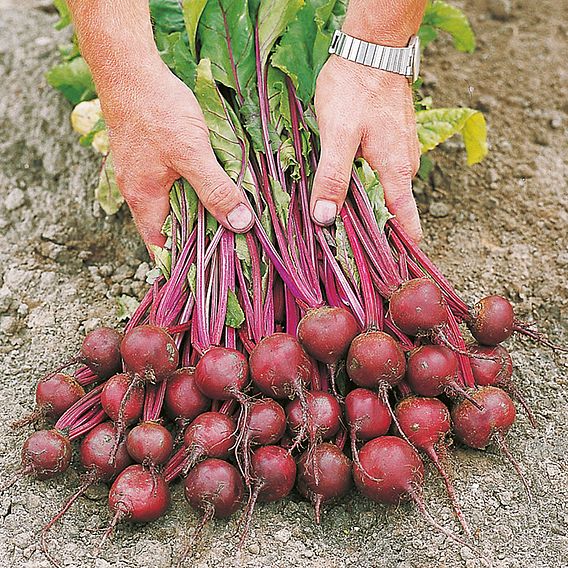 Beetroot 'Action' F1 - Seeds