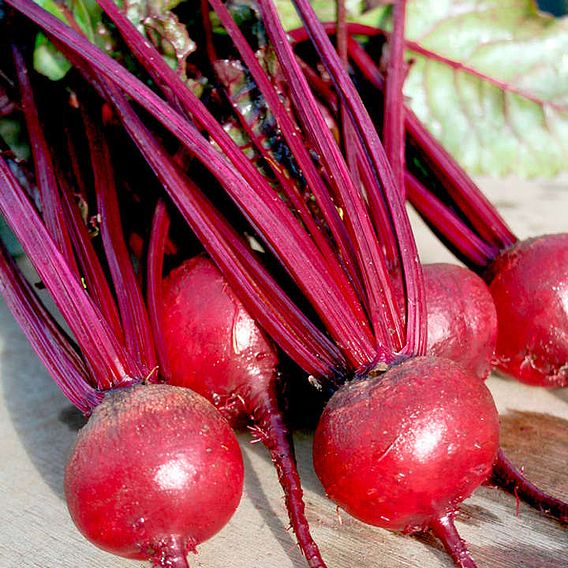 Beetroot 'Solo' F1 - Seeds