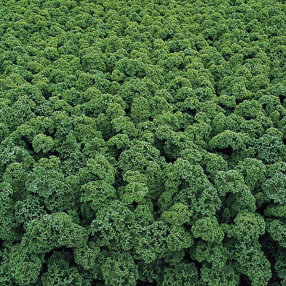 Kale 'Starbor' F1 - Seeds