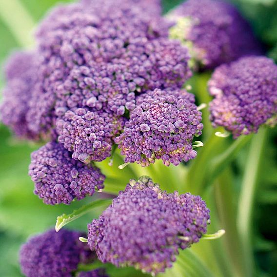 Broccoli Seeds - Purple Sprouting Triple Pack 3
