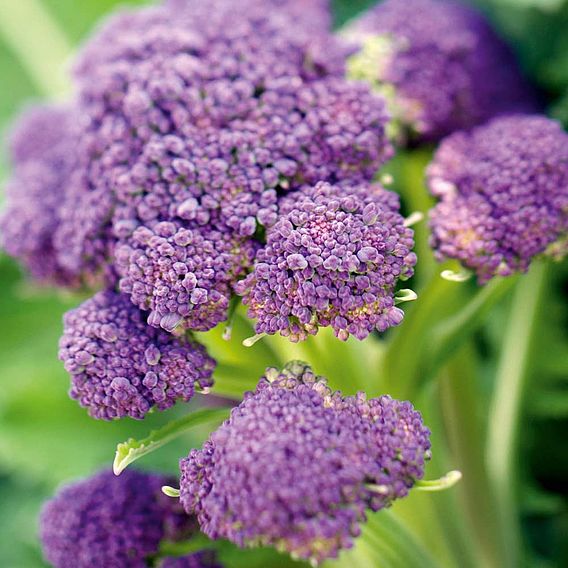 Broccoli 'Purple Sprouting' - Seeds