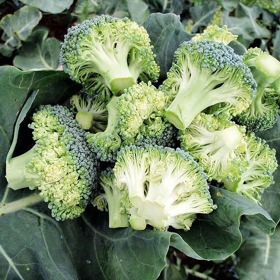 Broccoli Plants - F1 Stromboli