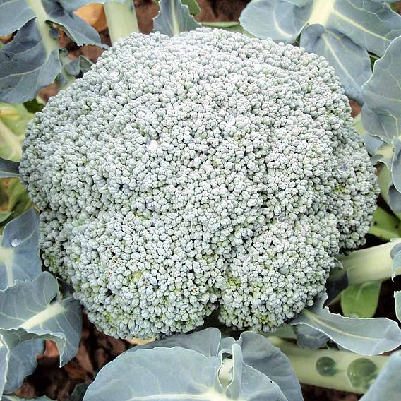 Broccoli 'Stromboli' F1 - Seeds