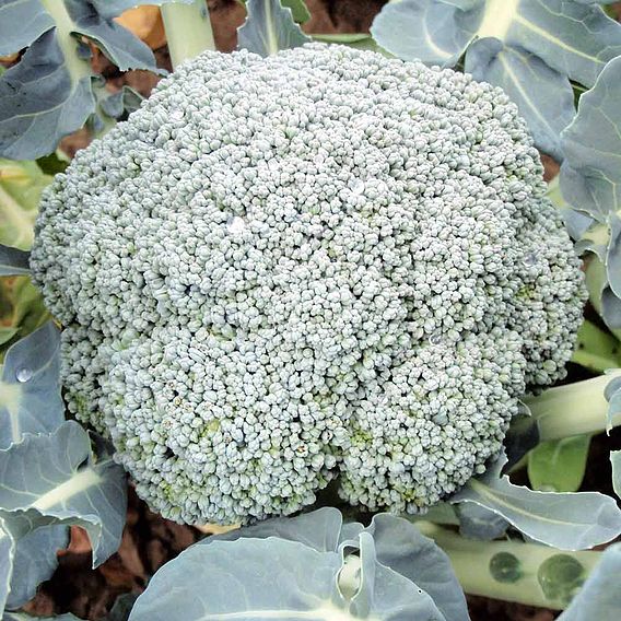 Broccoli Seeds - Stromboli F1