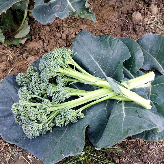 Broccoli Seeds - Stemia F1