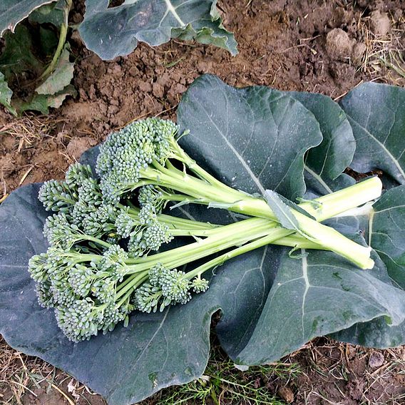 Broccoli 'Stemia' F1 - Seeds