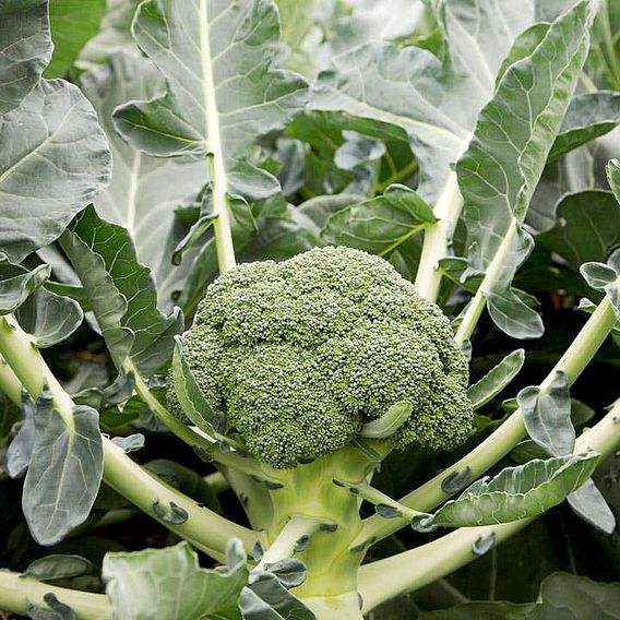Broccoli - Monclano F1