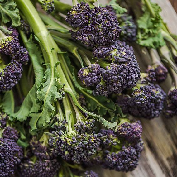 Broccoli Seeds - Purple Sprouting Mix